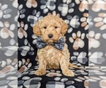 Small #4 Goldendoodle-Poodle (Toy) Mix