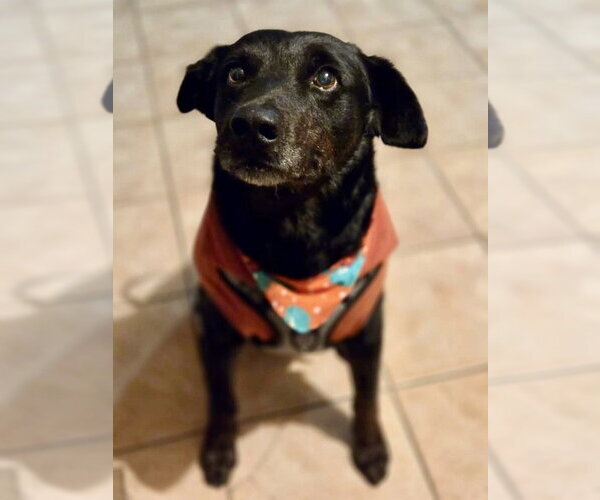 Medium Photo #1 Labrador Retriever-Unknown Mix Puppy For Sale in San Diego, CA, USA
