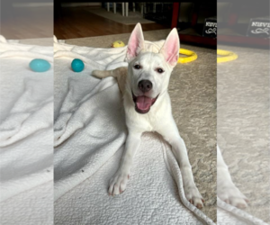 Huskies -Unknown Mix Dogs for adoption in Holly Springs, NC, USA