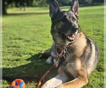 Small #6 German Shepherd Dog