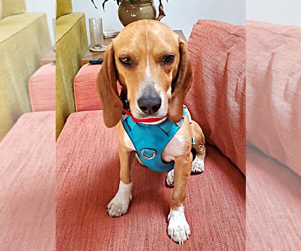 Medium Photo #13 Beagle Puppy For Sale in Dunnellon, FL, USA