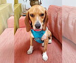 Small #12 Beagle