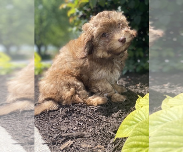 Medium Photo #4 Havanese Puppy For Sale in CANOGA, NY, USA