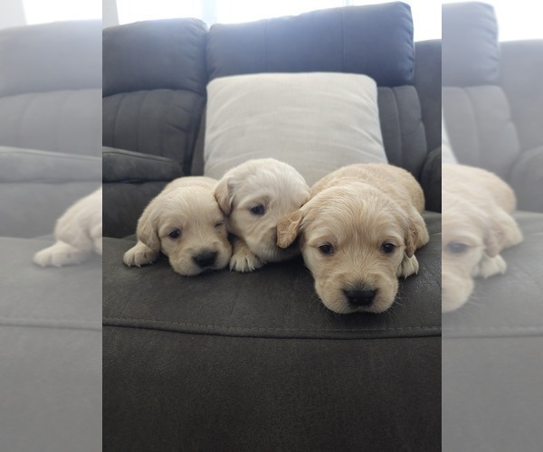 Medium Photo #5 Golden Retriever Puppy For Sale in ELVERTA, CA, USA