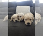 Litter of 8 - Male(s) and Female(s) Golden RetrieverLitter of Puppies for Sale - Photo #5