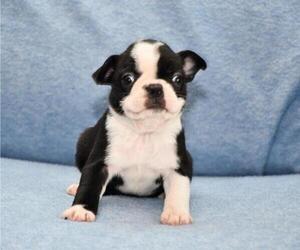 Boston Terrier Puppy for sale in HOMINY, OK, USA