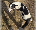 Small #1 Australian Shepherd Mix
