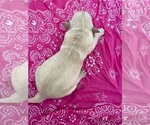 Small #13 English Cream Golden Retriever