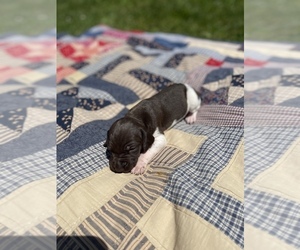 German Shorthaired Pointer Puppy for Sale in BLOOMINGTON, Indiana USA