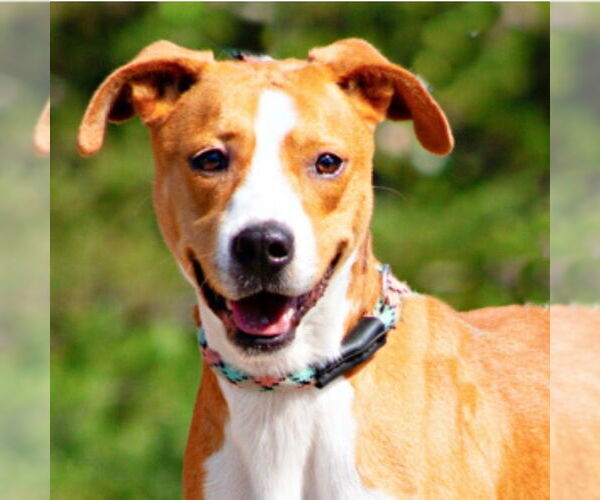 Medium Photo #1 Black Mouth Cur-Unknown Mix Puppy For Sale in Canton, CT, USA