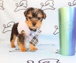 Small #45 Yorkshire Terrier