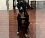Small Labrador Retriever Mix