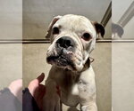 Small #1 Mutt
