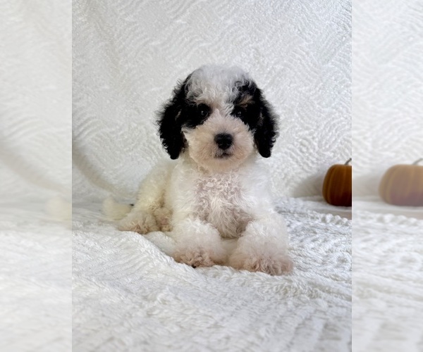 Medium Photo #2 Miniature Bernedoodle Puppy For Sale in GREENFIELD, IN, USA