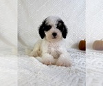 Small #1 Miniature Bernedoodle