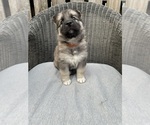 Small Photo #3 German Shepherd Dog-Siberian Husky Mix Puppy For Sale in HOUSTON, TX, USA