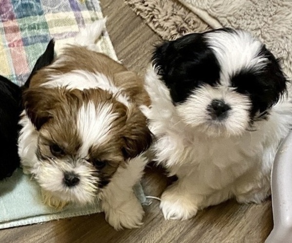 Medium Photo #1 Shih Tzu Puppy For Sale in KETTLE FALLS, WA, USA