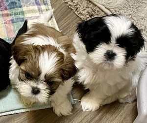 Medium Shih Tzu