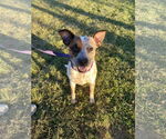 Small #1 Mutt