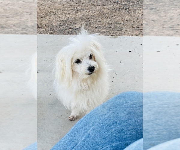 Medium Photo #1 Maltese Puppy For Sale in HURRICANE, UT, USA