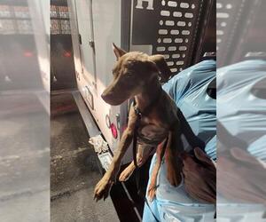 Mutt Dogs for adoption in San Antonio, TX, USA