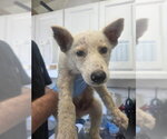 Small Gerberian Shepsky
