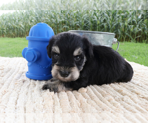 Schnauzer (Miniature) Puppy for sale in SYRACUSE, IN, USA