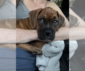 Boxer Puppy for Sale in NASHUA, New Hampshire USA
