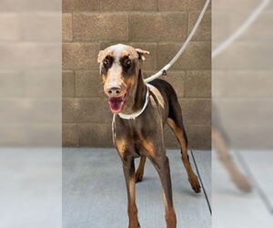 Doberman Pinscher Dogs for adoption in Salinas, CA, USA
