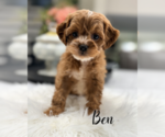 Small #7 Cavapoo (Miniature)