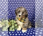 Small Photo #1 Bernedoodle (Miniature) Puppy For Sale in RISING SUN, MD, USA