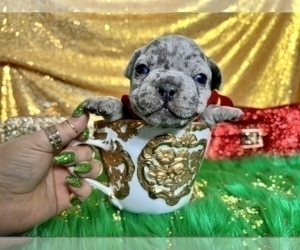 French Bulldog Puppy for sale in HAYWARD, CA, USA