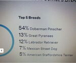 Small #5 Doberman Pinscher-Great Pyrenees Mix