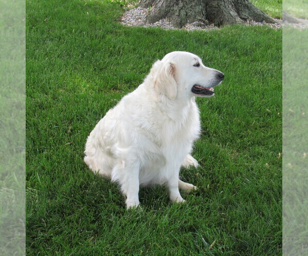 Medium Photo #53 English Cream Golden Retriever Puppy For Sale in NORTHWOOD, OH, USA