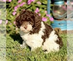 Small #3 Cavapoo