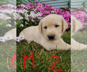 Labrador Retriever Puppy for sale in CLARE, MI, USA