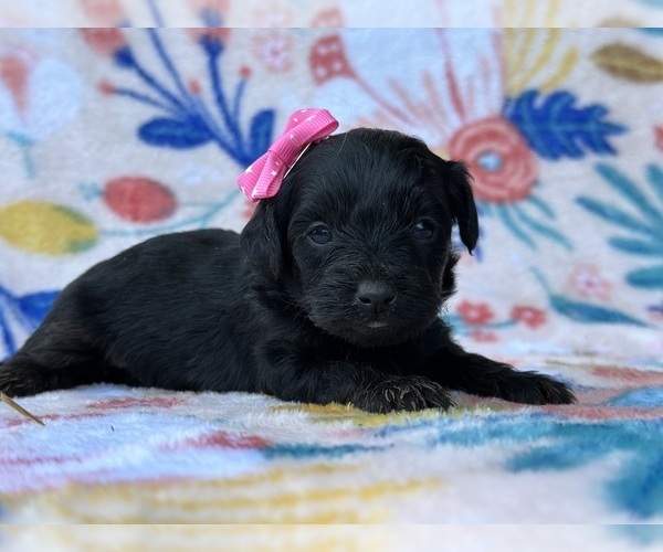 Medium Photo #1 -Poodle (Toy) Mix Puppy For Sale in LANCASTER, PA, USA