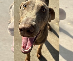 Mother of the Doberman Pinscher puppies born on 12/02/2025