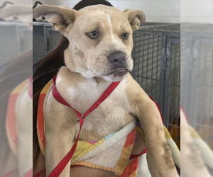 Medium American Pit Bull Terrier
