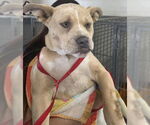 Small American Pit Bull Terrier