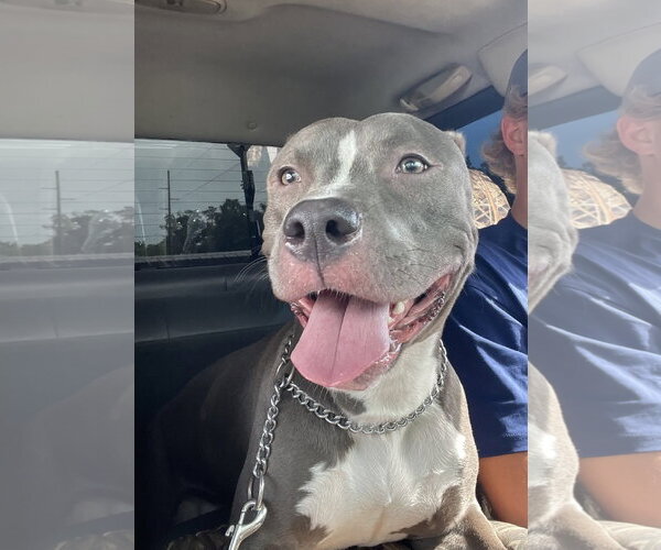 Medium Photo #4 American Pit Bull Terrier-Unknown Mix Puppy For Sale in Rocky Point, NC, USA