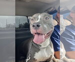 Small #3 American Pit Bull Terrier Mix