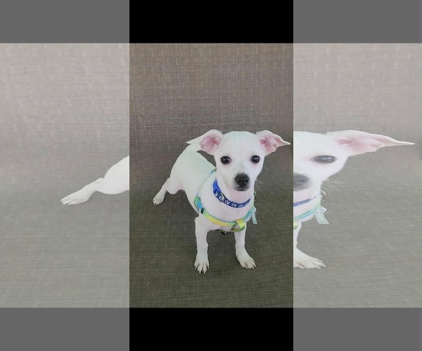 Medium Photo #3 Chihuahua Puppy For Sale in Yuba City, CA, USA