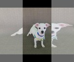 Small #2 Chihuahua
