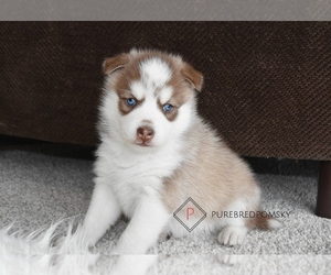 Pomsky Puppy for sale in KANSAS CITY, MO, USA