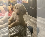 Puppy 6 Goldendoodle