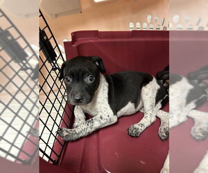 German Shorthaired Pointer-Unknown Mix Dogs for adoption in Bakersfield, CA, USA