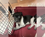 Small German Shorthaired Pointer Mix