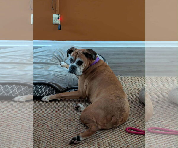 Medium Photo #2 Boxer Puppy For Sale in Woodbury, MN, USA