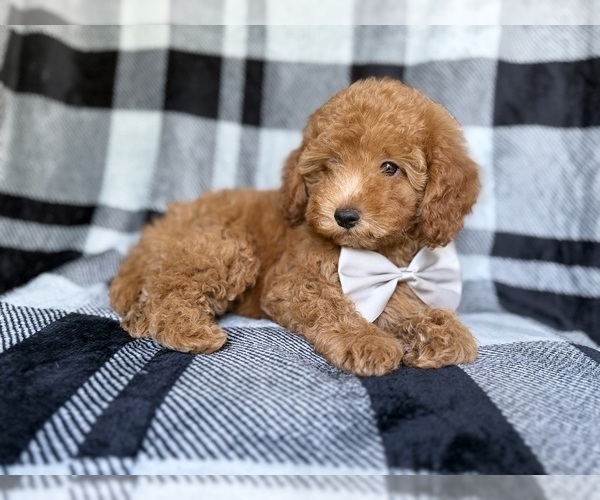 Medium Photo #10 YorkiePoo Puppy For Sale in LAKELAND, FL, USA
